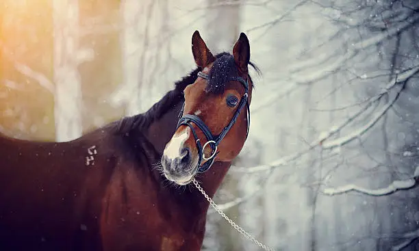 Portrait of a sports horse in the winter.Thoroughbred horse. Beautiful horse.