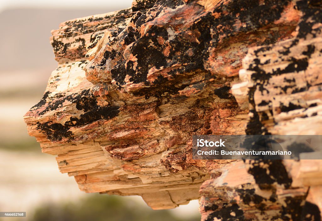 Petrified Wood in Patagonia Petrified forest in Patagonia.  2015 Stock Photo