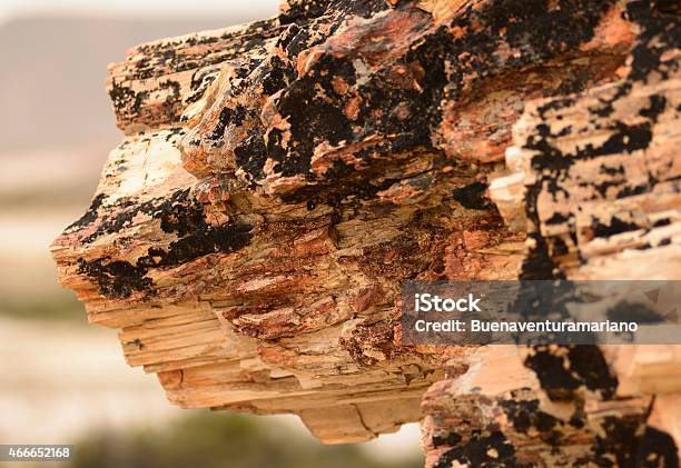 Petrified Wood In Patagonia Stock Photo - Download Image Now - 2015, Argentina, Cultures