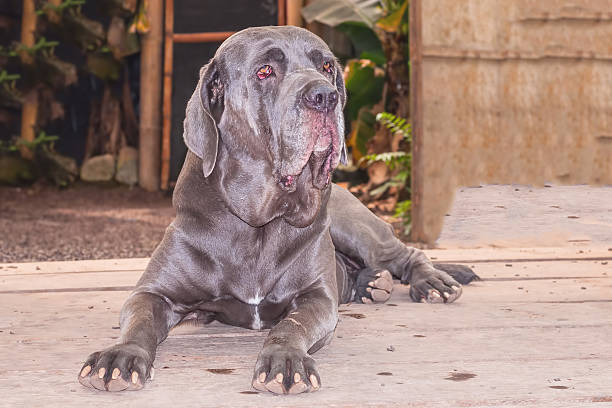 istock Neapolitan Mastiff Or Italian Mastiff Dog 466652246