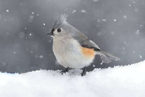 titmouse dans la neige - tufted tit photos et images de collection