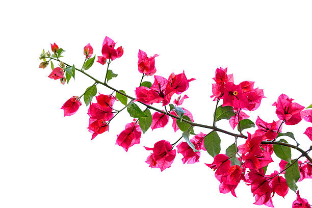 istock red blooming bougainvilleas on white background isolated 466652400