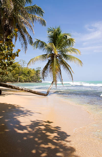 istock Beach in Panama. Bocas del Toro island 466654796