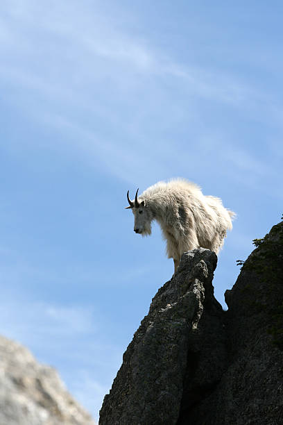istock Mountain Goat balancing on a Harney Peak pinnacle 466655428