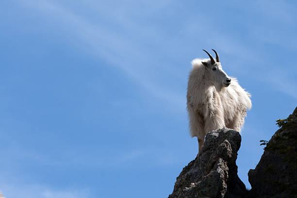 istock Shaggy Mountain Goat on Harney Peak 466655490
