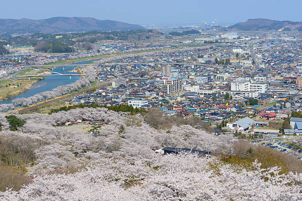 istock Cherry blossoms, Funaoka Castle Park 466656496