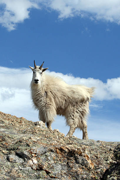 istock Mountain Goat at the highest point in the Black Hills 466656530