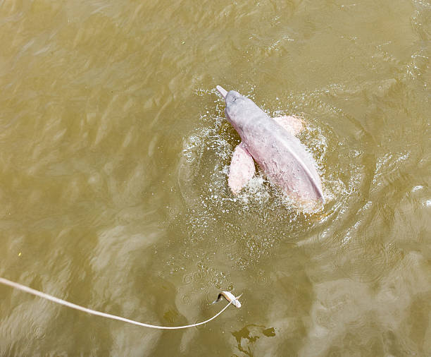 istock Wild Pink River Dolphin Swimming in Amazon, Brazil 466660086