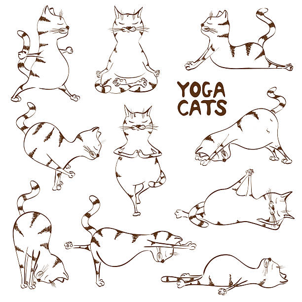 ilustraciones, imágenes clip art, dibujos animados e iconos de stock de divertidos bocetos cat haciendo posición de yoga - stretching exercising gym silhouette