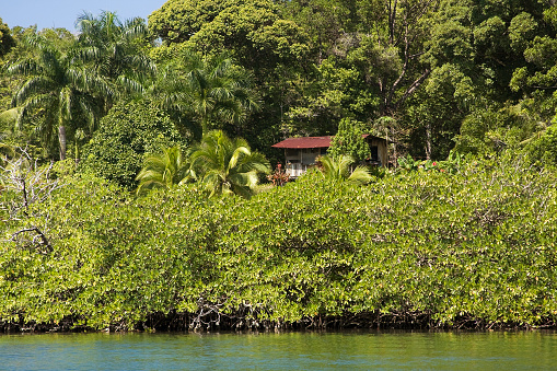 Panamanian jungle in Bocas del Toro island.