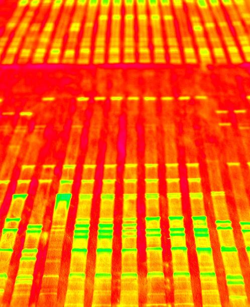 adn anlysis - agarose photos et images de collection