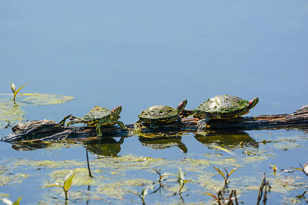 Trio Of Turtles On A Log