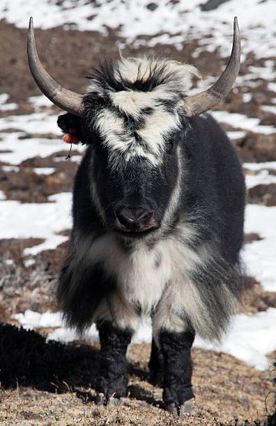 istock Black and white Yak - bos grunniens or bos mutus 466663618