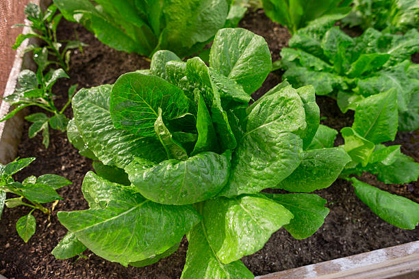 istock Fresh Lettuce in an Outdoor Garden 466666164
