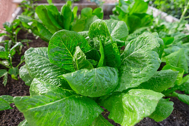 istock Fresh Lettuce in an Outdoor Garden 466666166