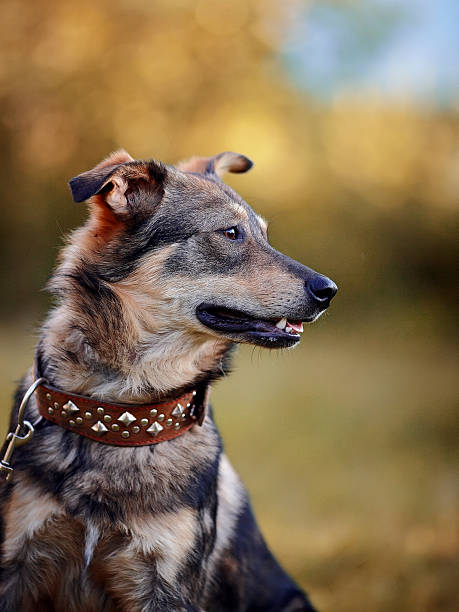 istock Portrait of a dog. 466667036