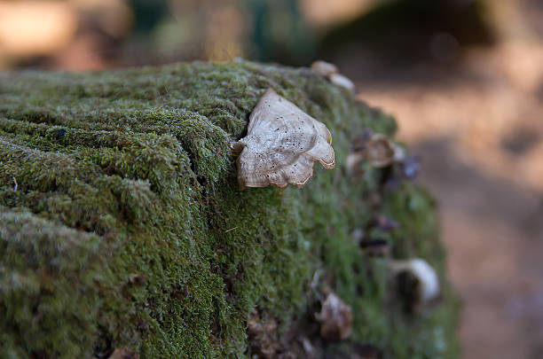 istock Mushrooms and mosses on stump 466667266