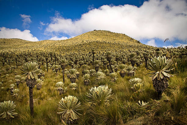 El Angel, ecological reserve, Carchi, Ecuador