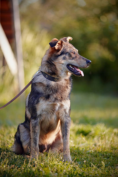 istock The dog sits on a grass. 466667642