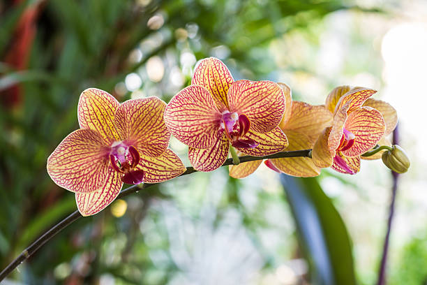istock Phalaenopsis, closeup blooming orchid flower tropical plants. 466668190