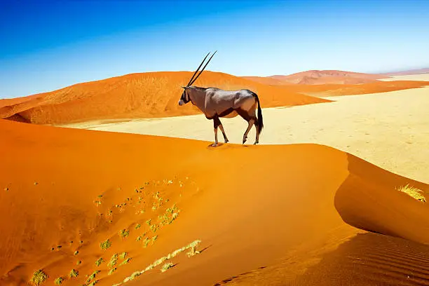 Wandering dune of Sossuvlei in Namibia with Oryx walking on it