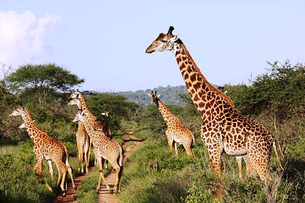 istock Giraffes, large giraffe herd in Masai Mara Kenya 466671616