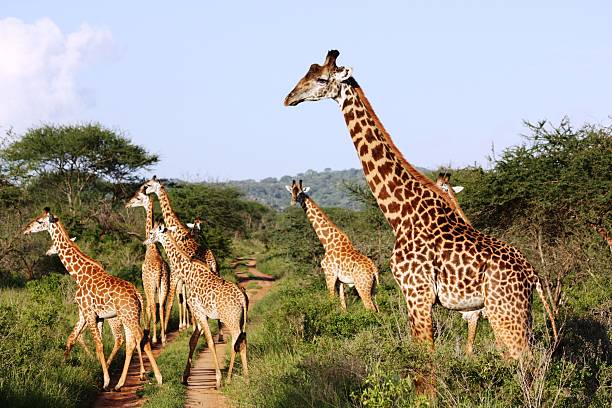 istock Giraffes, large giraffe herd in Masai Mara Kenya 466671624