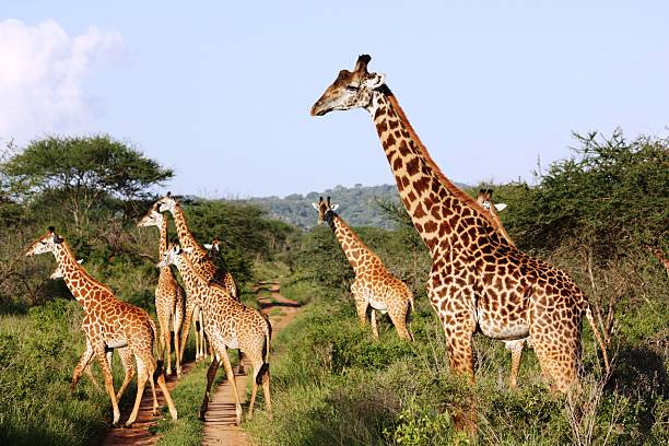 duże stado giraffes w masai mara w kenii - south african giraffe zdjęcia i obrazy z banku zdjęć