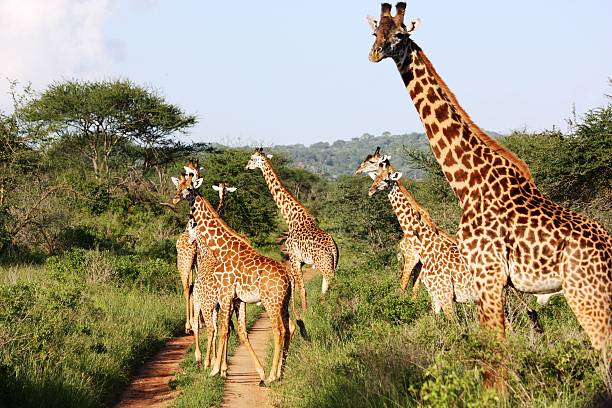 istock Giraffes, large giraffe herd in Masai Mara Kenya 466671638