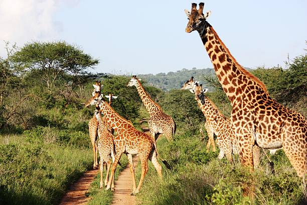 istock Giraffes, large giraffe herd in Masai Mara Kenya 466671640