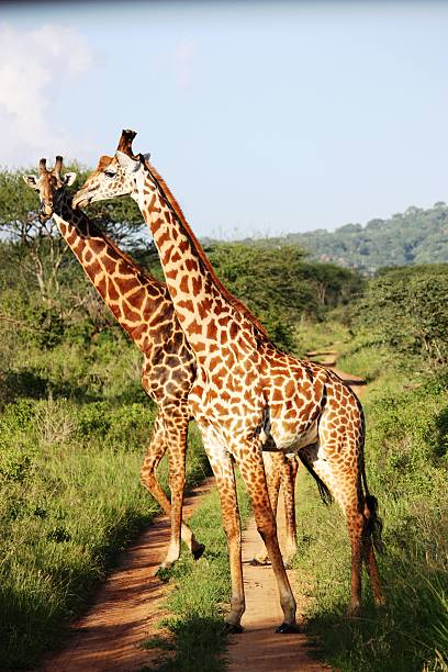 istock Giraffes in the Masai Mara Kenya 466672464