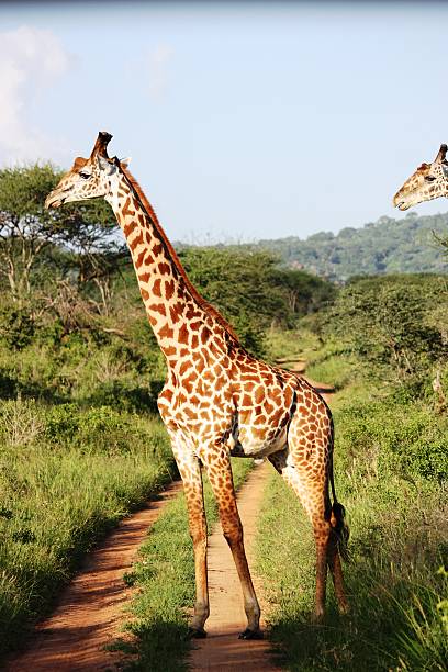 istock Giraffes in the Masai Mara Kenya 466672466