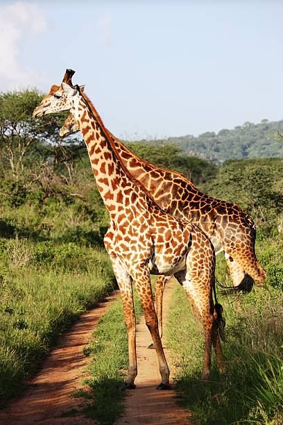 istock Giraffes in the Masai Mara Kenya 466672468