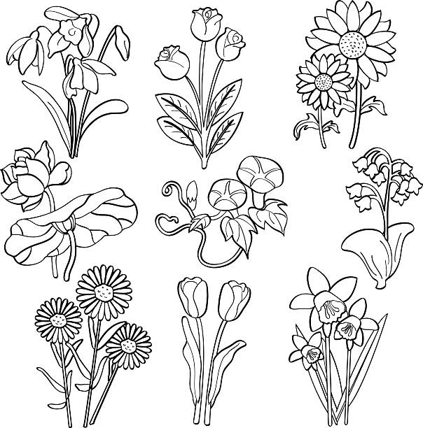 ilustraciones, imágenes clip art, dibujos animados e iconos de stock de flores - tulip sunflower single flower flower