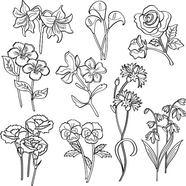 Flowers http://dl.dropbox.com/u/38148230/LB23.jpg pansy stock illustrations