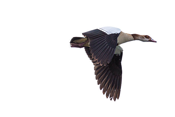 istock Egyptian Goose in mid flight 466673534
