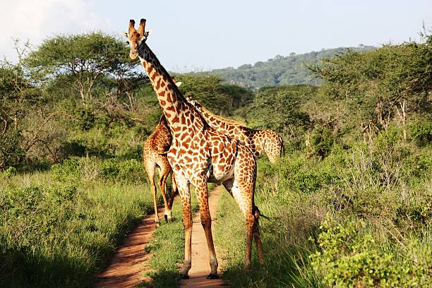 istock Curious Giraffe in the Masai Mara in Kenya 466673812