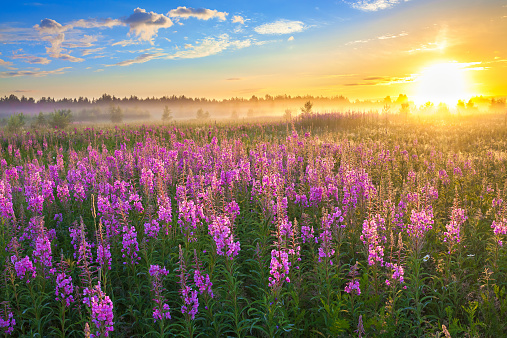 beautiful rural landscape with the sunrise  and  blossoming meadow