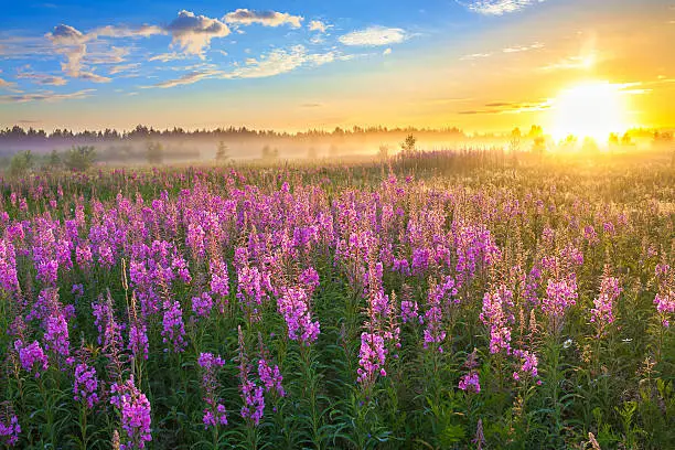 Photo of rural landscape with the sunrise  and  blossoming meadow