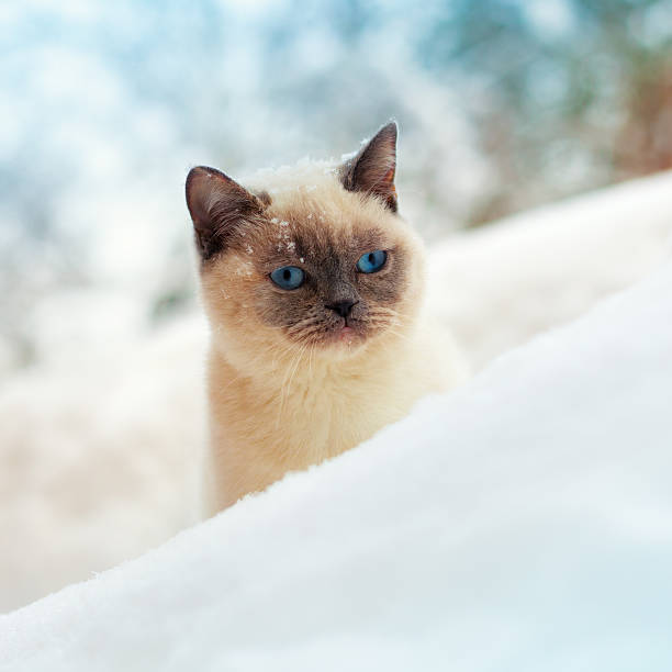 istock Cute Siamese cat walking in snow 466674000
