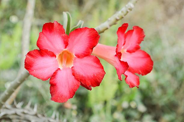 istock red Adenium obesum flower 466674200