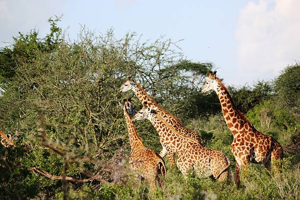 istock Giraffes, large giraffe herd in Masai Mara Kenya 466674702