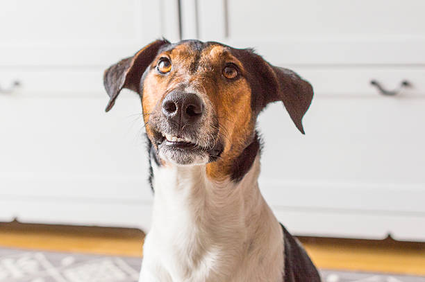 istock Dog at home, cute dog on carpet 466676490