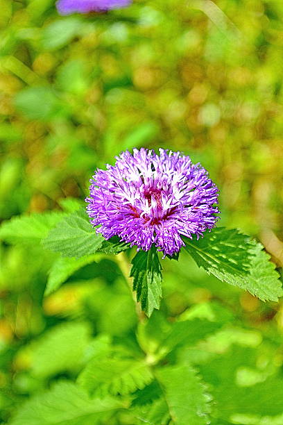 istock Spear Thistle - Cirsium vulgare Flower 466677352