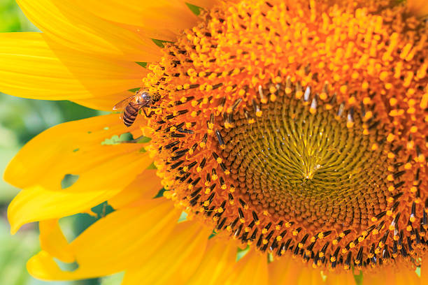 istock Beautiful sunflowers in the field 466677400