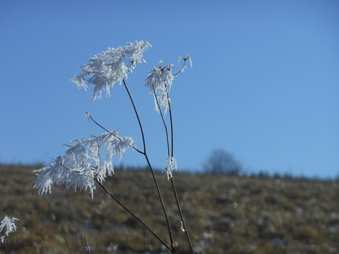 Grasses with hoarfrost, close-up, blue sky, field with lonely tree, winter freezing cold