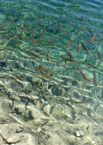 Fish swimming  in the lake. Natural environment.