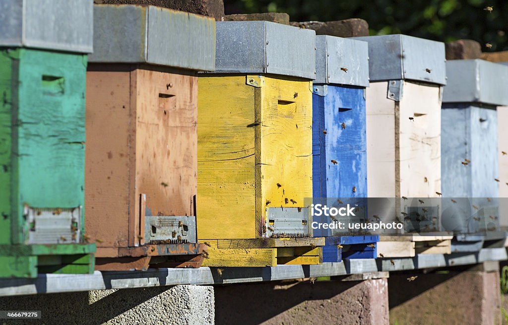 Pszczoła miodna pokrzywka - Zbiór zdjęć royalty-free (Fotografika)