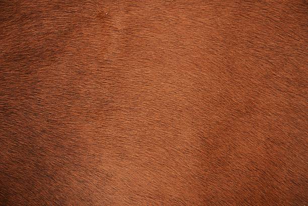 Animal fur Brown natural cow fur texture cowhide stock pictures, royalty-free photos & images