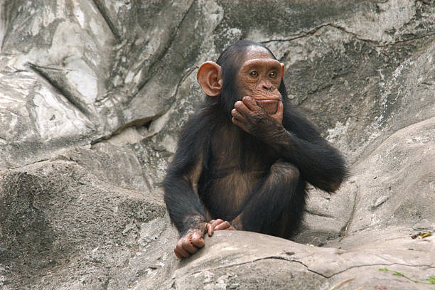 Little chimpanzee Little chimpanzee (Pan troglodytes). serious monkey stock pictures, royalty-free photos & images